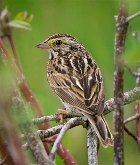 Savannah Sparrow Owen Deutsch Photography