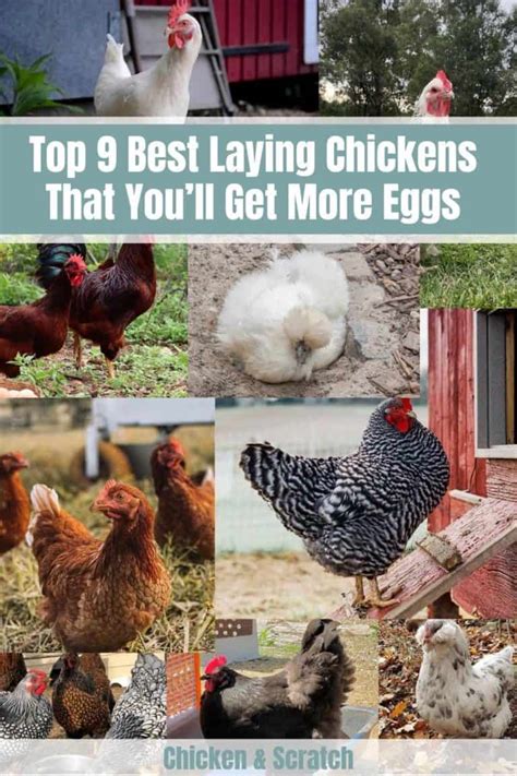 Top 9 Best Laying Chickens That Youll Get More Eggs Chart