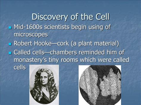 PPT - Cell Theory PowerPoint Presentation, free download - ID:5744107