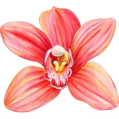 Orchid Flower On Isolated Background Watercolor Botanical Illustration