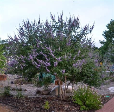 Texas Lilac Vitex Tree June Bloomer