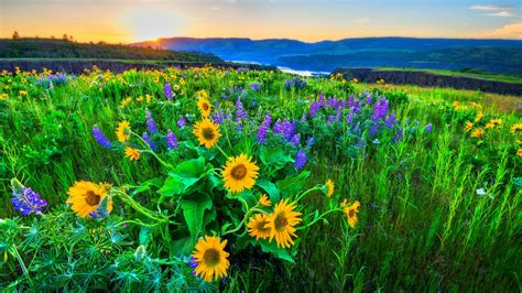 Sunflower Sunrise Wallpaper Resolution 1366x768 ID 441069 Wallha