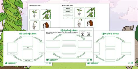 Fee Fi Fo Fum Life Cycle Of A Bean Differentiated Worksheets