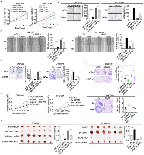 Bmal Suppressed Hcc Cell Growth And Metastasis By Inhibiting Gpam A