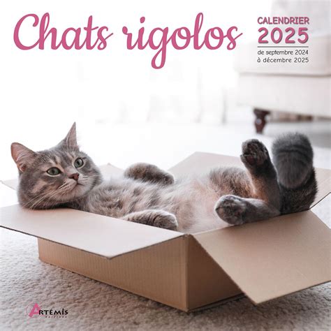 Amazon Fr Calendrier Chats Rigolos 2025 COLLECTIF Livres