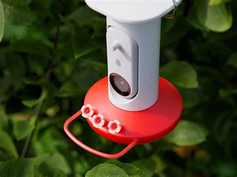 Bird Buddy Smart AI Hummingbird Feeder Has An AI Smart Camera