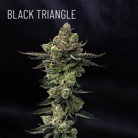 Black Triangle Segra S Cultivar Catalogue