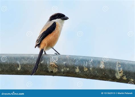 The Long Tailed Shrike Or Rufous Backed Shrike Lanius Schach Is A