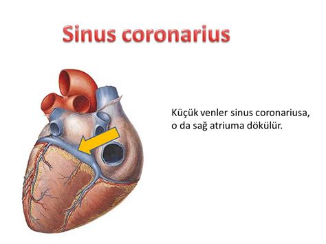 Dolaşım Sistemi Anatomisi İstanbul Elcerrahisi