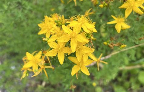 Wild Krautig T Pfel Johanniskraut Hypericum Perforatum