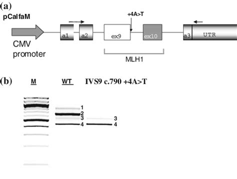 Minigene Functional Splicing Assay. a The hybrid minigene (pCalfaM ... 