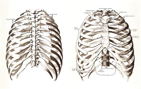 Thoracic Cage Atlas Of Human Anatomy R D Sinelnikov Thoracic Cage