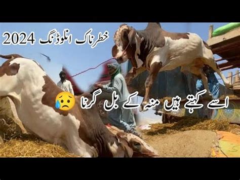 Unloading Gone Wrong Asia Biggest Cow Mandi Unloading Nothern Byphas