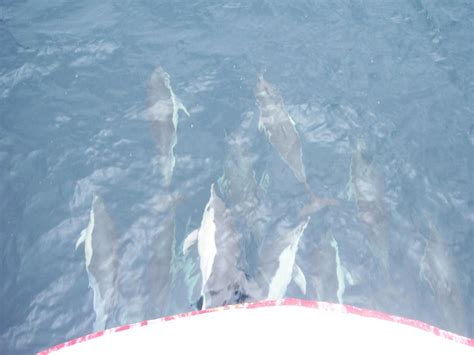 Groupe De Dauphins Communs Delphinus Delphis