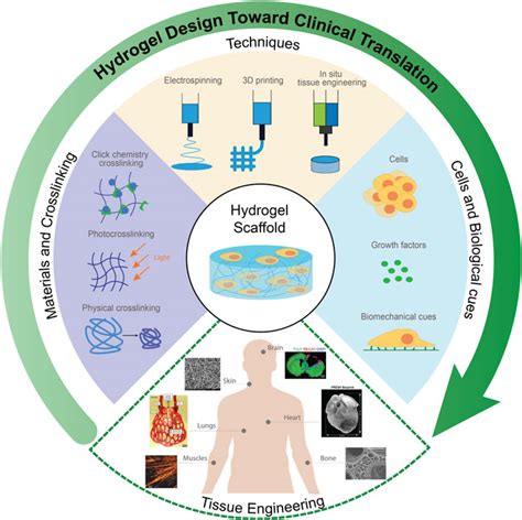 Frontiers Hydrogels For Tissue Engineering Addressing Key Design