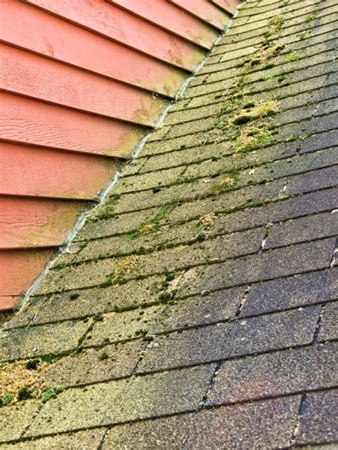 Have Problems With Moss And Algae Stains On Your Roof Receive