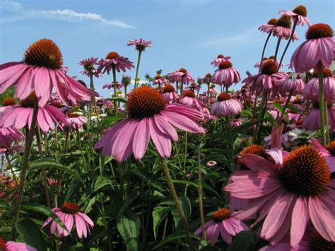 Seasonal Plants And Flowers Groundscare Landscape