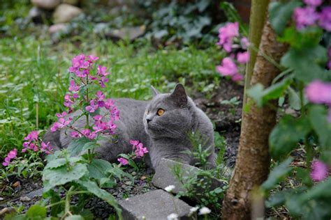 Comment Emp Cher Les Chats De Venir Dans Son Jardin Jardin Saisons