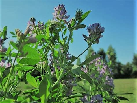 Alfalfa Seeds Know About Nutrition Facts And Health Benefit