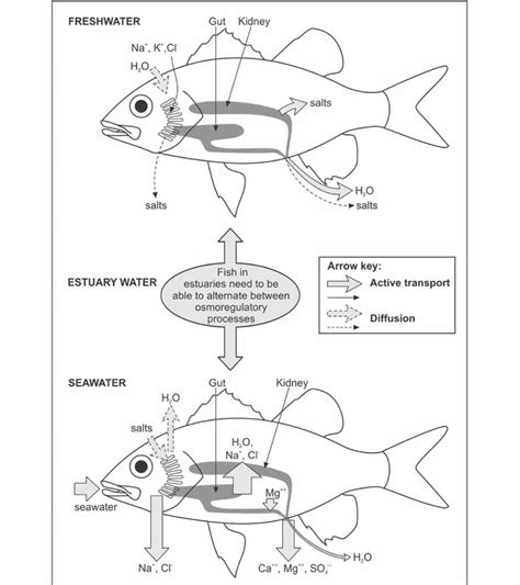 Osmoregulation In Fish The Amazing Ability Of Fish To Regulate Salt