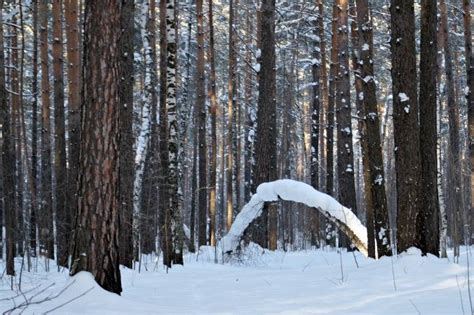 Мужчина замёрз насмерть в бердском лесу. Он | Свидетель, Бердск