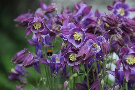Free stock photo of aquilegia, aquilegia vulgaris, beautiful flowers