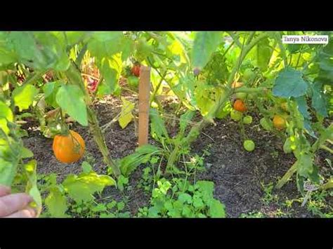 Томат ТРЮФЕЛЬ ЖЁЛТЫЙ очень вкусный и урожайный томат. - YouTube
