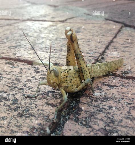 Giant grasshopper, Australia Stock Photo - Alamy