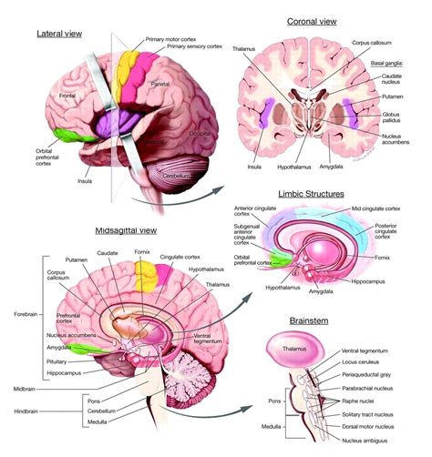 brain diagram Archives - Graph Diagram