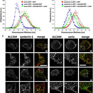 Alcam Interacts With Ezrin And Syntenin On Antigen Presenting Cells