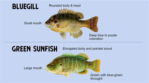 Green Sunfish Vs Bluegill What Is The Difference Get Fishing