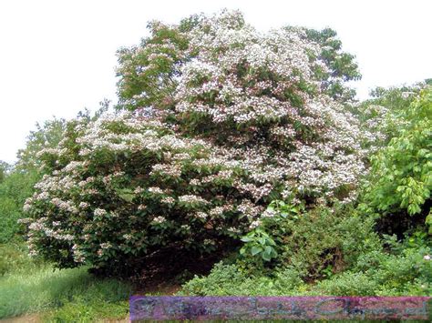 Premiere Landscape, Inc.: Clerodendrum trichotomum