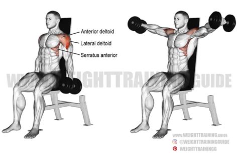 Seated Dumbbell Lateral Raise Instructions And Video Weighttraining Guide