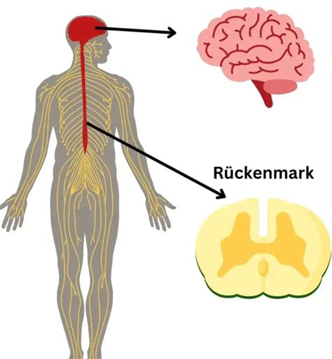 Zentrales Nervensystem Anatomie Aufbau Und Ablauf