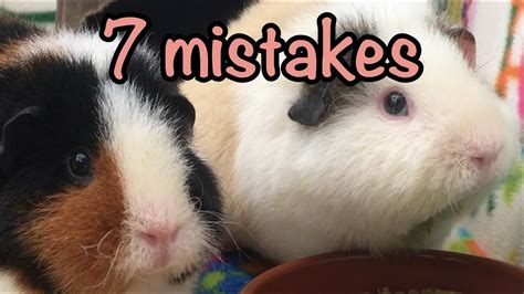 7 Common Mistakes Guinea Pigs Owners Make Youtube