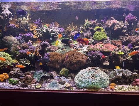 Why Flow Is So Critical In A Reef Aquarium Reef Builders The Reef