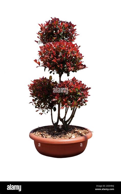 Photinia Fraseri Red Robin Ausgeschnittene Stockfotos Und Bilder Alamy