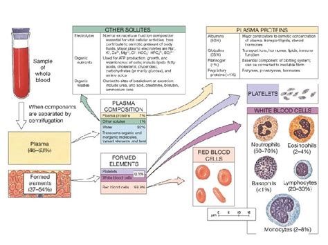 The Cardiovascular System Blood The Heart Blood Vessels