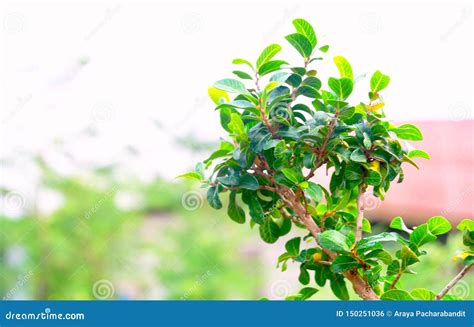 Green Carmona Retusa Or Fukien Tea Tree Stock Photo Image Of