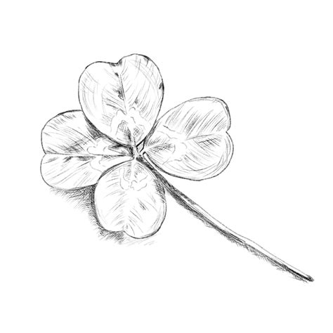 Cool Four Leaf Clover Drawing