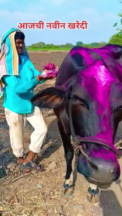 आजची नवीन खरेदी घेतली बर का ओन्ली शेतकरी पॅटर्न कशी आहे नक्की सांगा🎉🐄