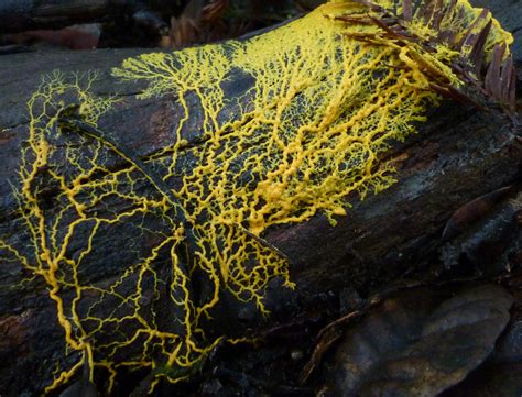 Many Headed Slime Physarum Polycephalum Ahhhh The Blob  Flickr