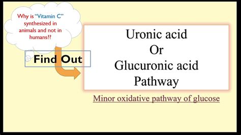 Uronic Acid Glucuronic Acid Pathway Youtube