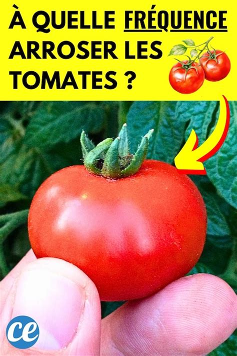 À Quelle Fréquence Faut il Arroser les Tomates Réponse d un Jardiner