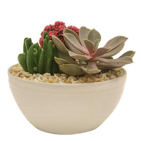 Costa Farms Pink Desert Gems Indoor Cactus Garden In 6 In Gloss Ceramic Bowl Avg Shipping