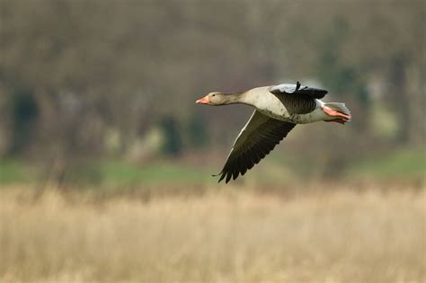 Vogel Grauwe Gans Ornithologie Gratis Foto Op Pixabay Pixabay