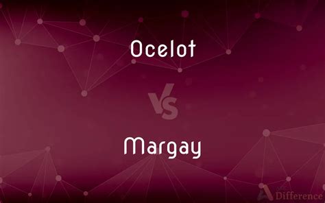 Ocelot vs. Margay — What’s the Difference?