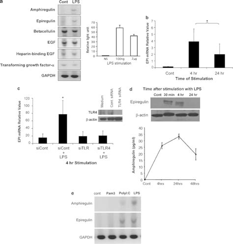 Tlr4 Induces Expression Of Epiregulin A Mrna Expression Of Egfr