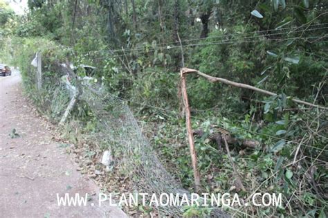 Mulher Perde O Controle E Carro Vai Parar Dentro Do Bosque 2 Em