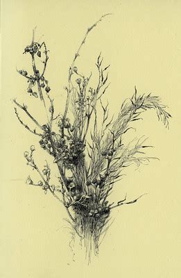 Dry Herbs Ink On Paper 14x9 Cm 2009 Yaroslav Gerzhedovich Flickr